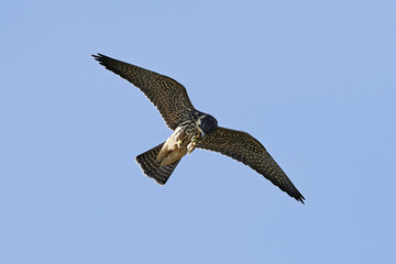 Eurasian hobby (Falco subbuteo)