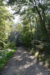 Obraz premium forest