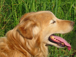 Beige dog, crossbreed of golden retriever, close-up of head profile, cheerful hound, happy dog face