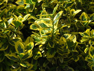 Euonymus branch with green-yellow leaves, popular ornamental garden plant with multicolored leaves, photo texture