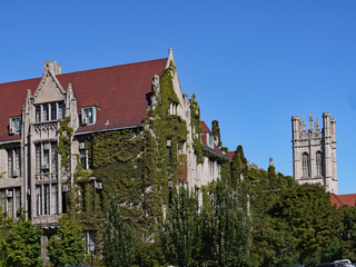 University of Chicago along 57th street, view of vine covered gothic buildings
