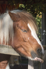 Head of a pony with his tongue out