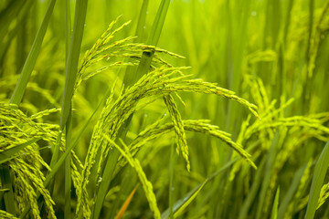 Background, yellow-green rice fields