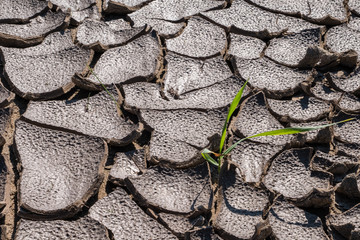Cracked Earth