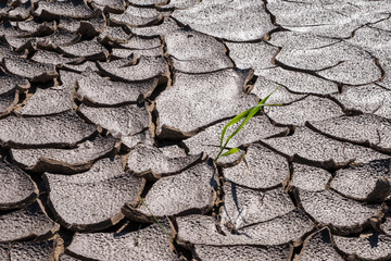 Cracked Earth