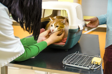 Cat in transportation cage on veterinarian table getting ready for treatment 