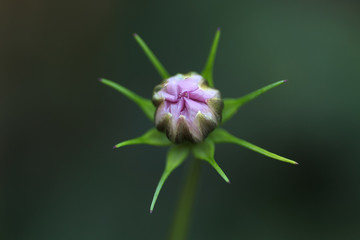 Blumenknospe vor der Blüte