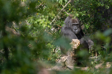 Silver back gorilla looking over its shoulder seen from a distance and framed by plants and trees in the foreground and background
