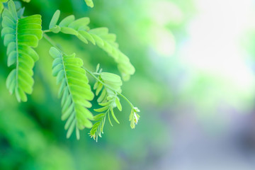 Closeup nature view of green leaf on blurred greenery background in garden using as background natural green plants landscape, ecology, fresh wallpaper concept.