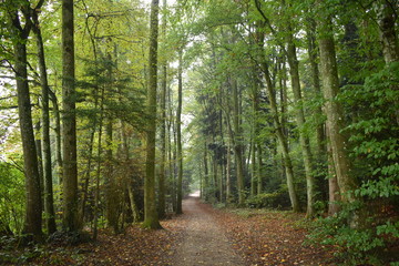 Obraz premium forest