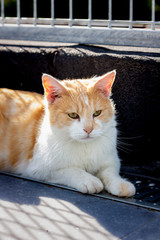 An european cat living in animal shelter in Belgium