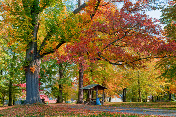 autumn in park in fall season