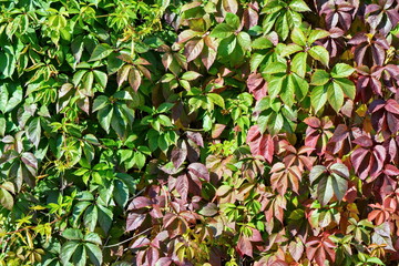 Green and red autumn dense foliage ornamental garden climbing plant of the vine in bright sunny day. Background, texture, horizontal frame