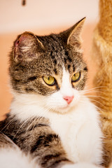 An european cat living in animal shelter in Belgium