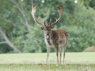 Fallow deer (Dama dama)