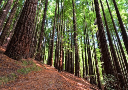 Sequoias in Cabezon de la Sal, Spain.