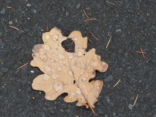 single autumn leaf on the ground showing its beauty