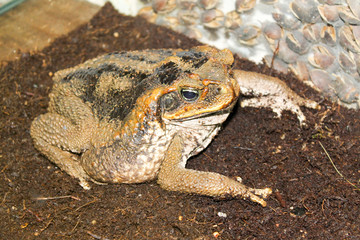 toad