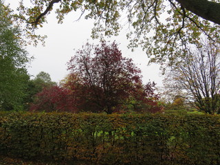 Fototapeta premium park area full of colourful leaves and trees 