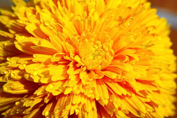 Yellow chrysanthemum with water dew drops. Macro, close up