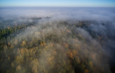 A light fog above the huge forest