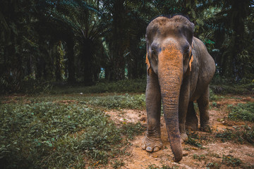 Fototapeta na wymiar Asiatischer Elephant