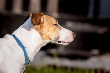 A jack russel living in animal shelter in Belgium