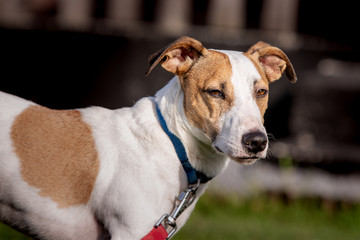 A jack russel living in animal shelter in Belgium
