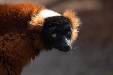 Close-up of a red-ruffed lemur monkey with backlight from the sun showing its fur brightly lit