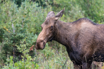 Moose in Gunnison National Forest near Crested Butte, Colorado