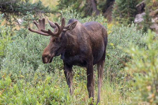 Moose in Gunnison National Forest near Crested Butte, Colorado