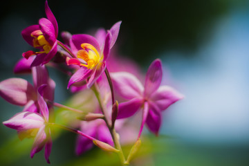 The colorful natural garden