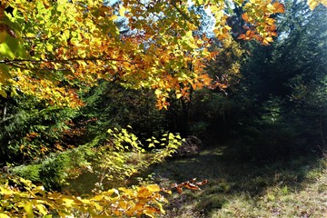 Casone, Toscana,Vacanza,Autunno,Paesaggio,Alberi,Rami,Foglie, Natura, Arancione,Rosso,Giallo, Colori,Panorama, Bosco,Selva,Foresta,,Marrone,Silenzio,Pace,Multicolore,Escursione,Trekking,Luce,Ombra