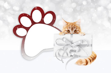 funny pet cat showing a gift box with silver ribbon bow and paw imprint shape isolated on blurred...
