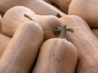 Harvest: Heap of Butternut Squash Pumpkin, Cucurbita moschata