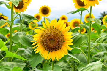 Fototapeta premium Large Bloom Sunflower Seeds