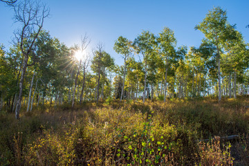 Aspen Trees