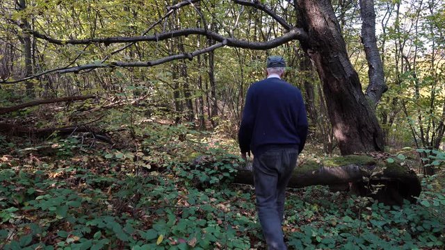 Man passes under unusual tree and leaves in forest - (4K)