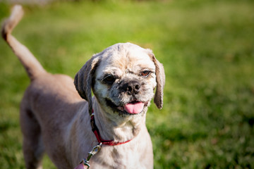 A Shih tzu dog living in animal shelter in Belgium
