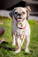 A Shih tzu dog living in animal shelter in Belgium