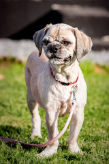 A Shih tzu dog living in animal shelter in Belgium