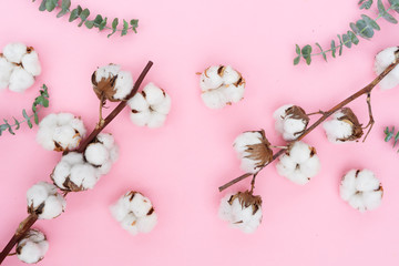 Cotton flowers buds with eucaliptus leaves on pink , fall background