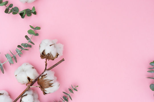 Cotton Flowers Buds With Eucaliptus Green Leaves On Pink Fall Background
