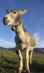 Esel auf einer Alm