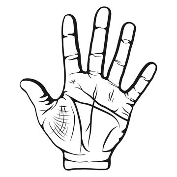 Opened palm of the hand is lifted up isolated on white background, Five fingers gesture. Divination by lines on the palm. Vector illustration