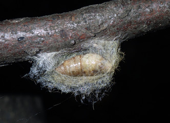 a larvae ready for winter