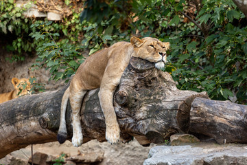 Lioness laying lazy on a fallen tree trunk with its paws hanging beside and head resting on top - Powered by Adobe