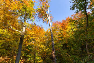 Obraz premium Autumn colors of the forest.