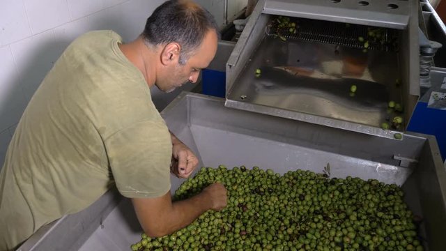 portrait of Olive Oil production- farmer controlling olives