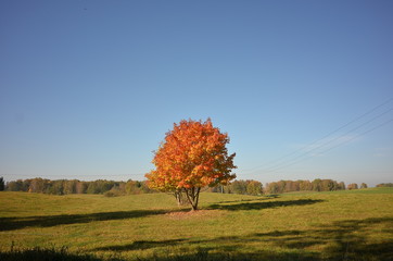 Drzewo jesienią